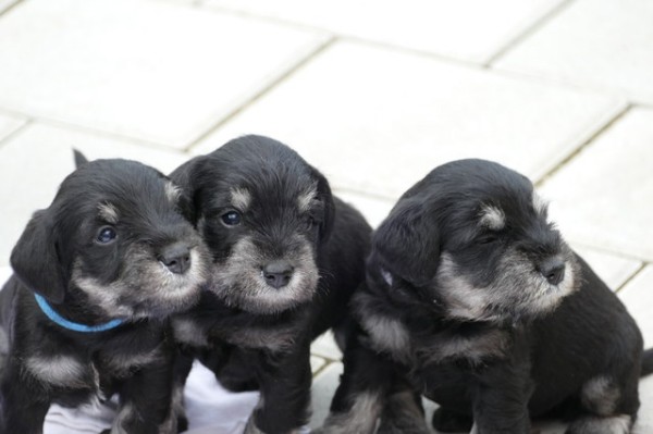 Polly R-Wurf 5 Woche 2025-04-18 001 (125)